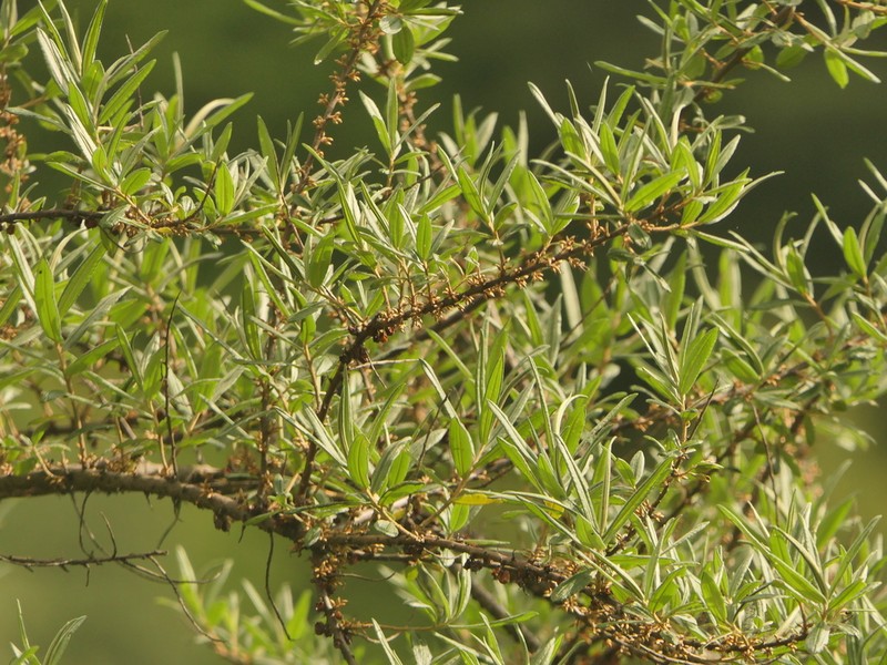 Hippophae salicifolia photo 4
