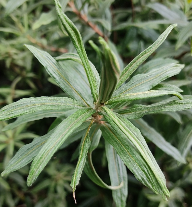 Hippophae salicifolia photo 5