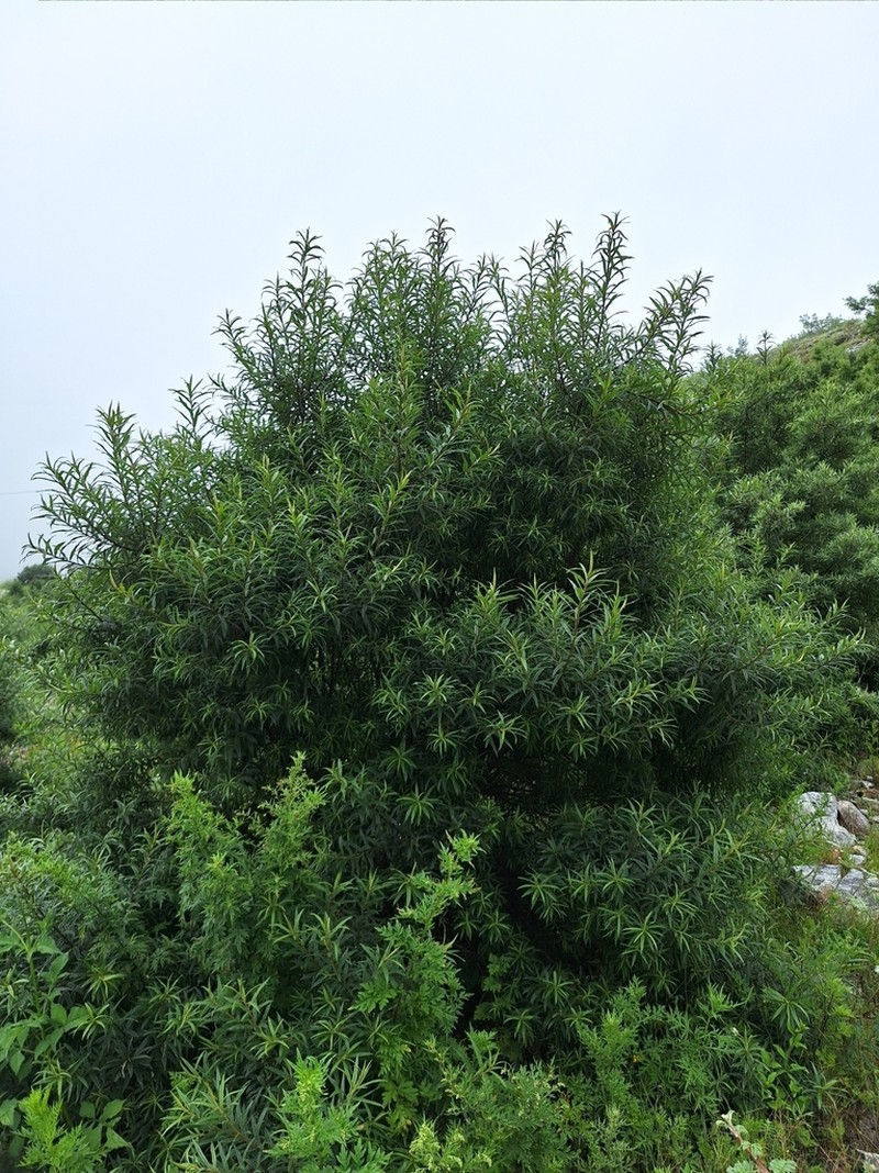 Hippophae salicifolia photo 6