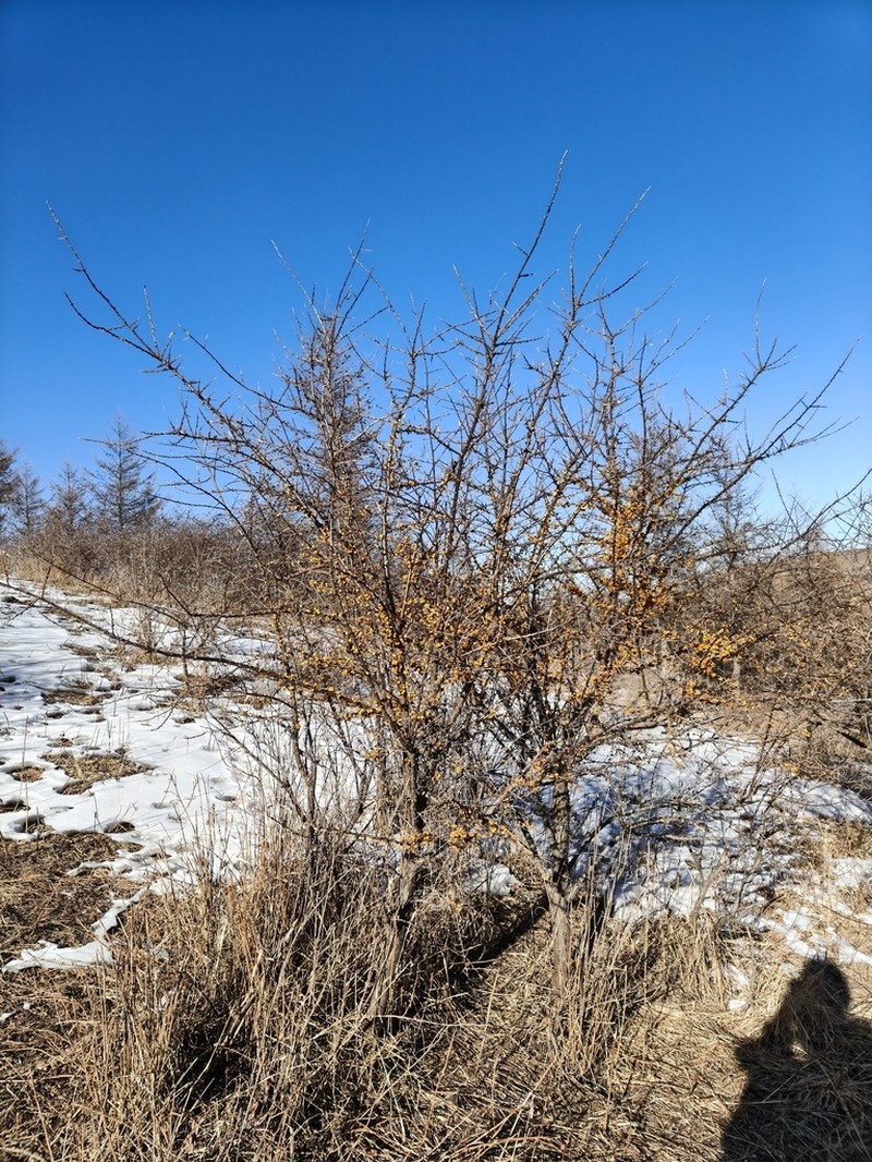 Hippophae sinensis
