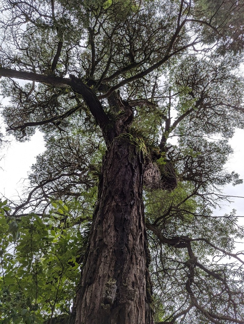 Hippophae sinensis photo 2