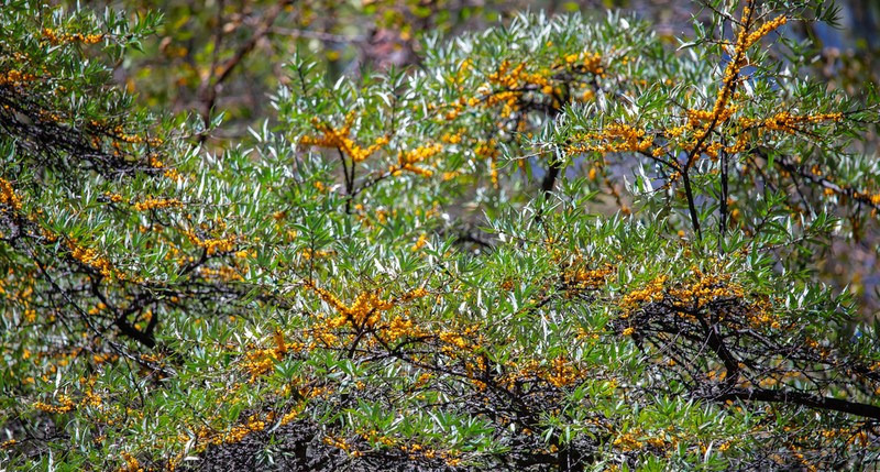 Hippophae sinensis photo 3