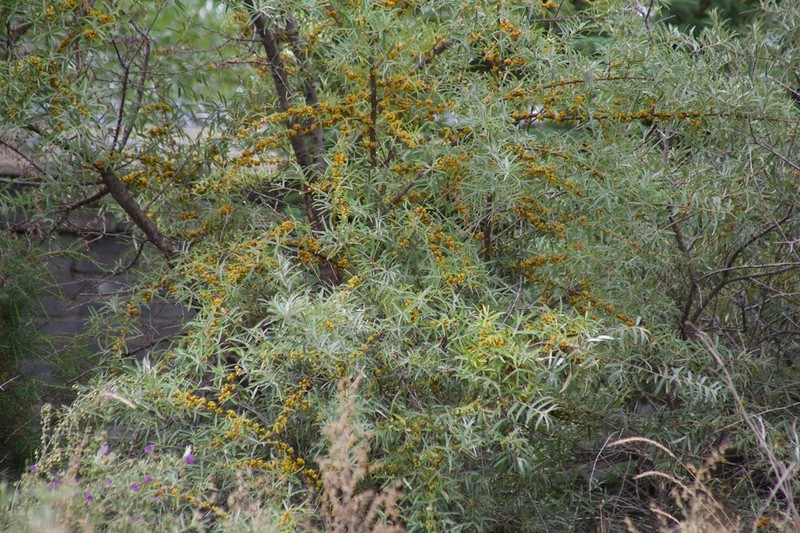 Hippophae sinensis photo 4