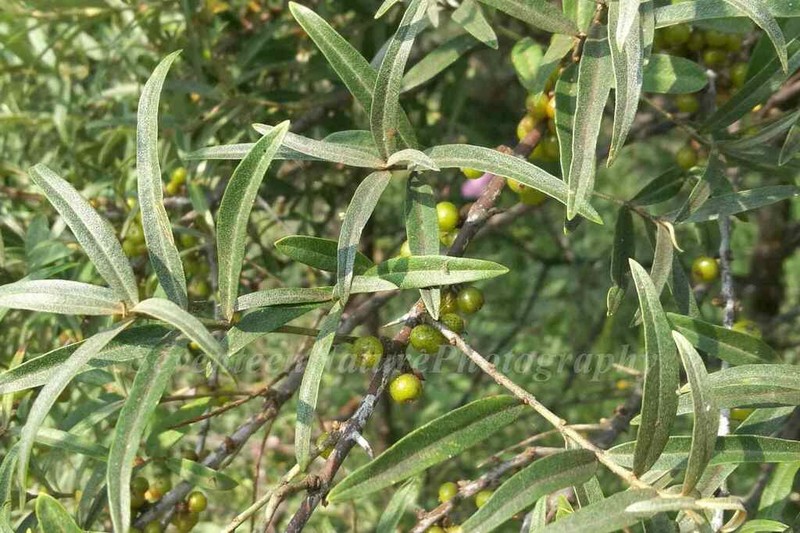 Hippophae sinensis photo 5