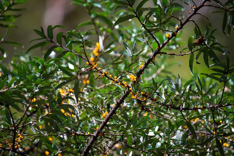 Hippophae sinensis photo 6