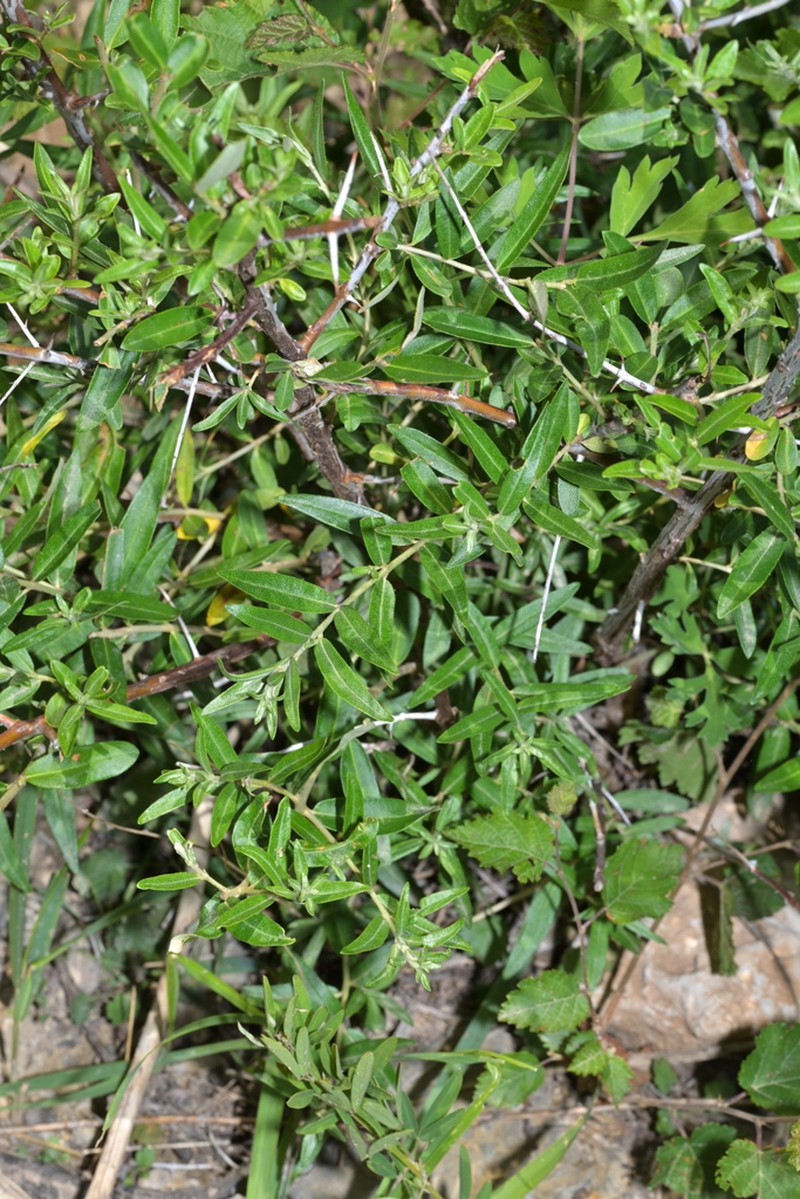 Hippophae sinensis photo 7