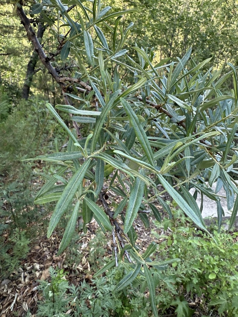 Hippophae sinensis photo 8