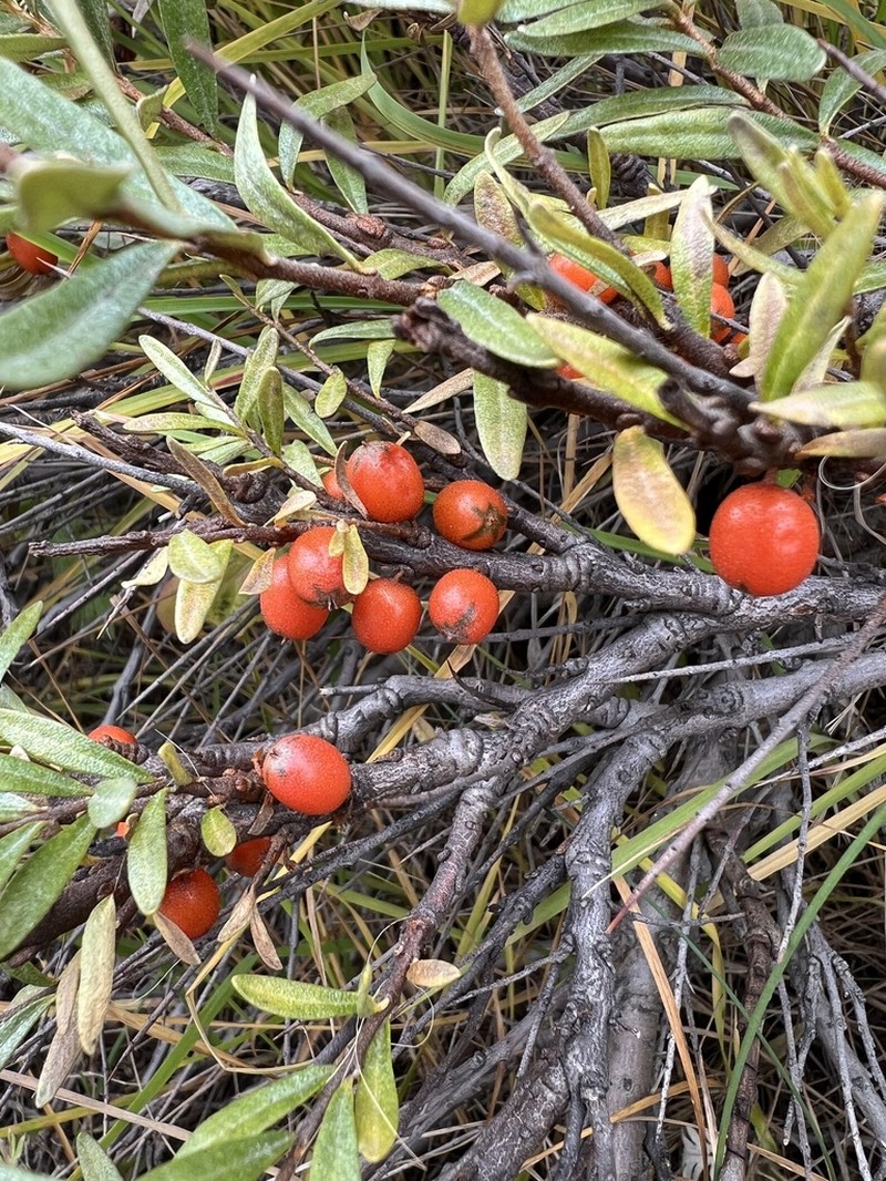 Hippophae tibetana