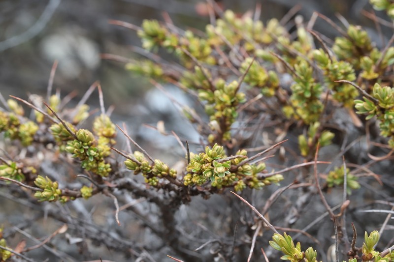 Hippophae tibetana photo 2