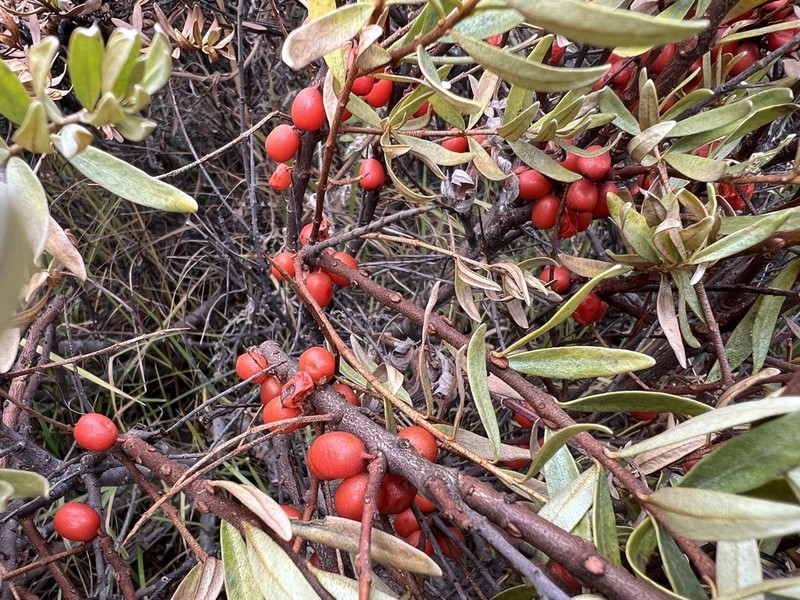 Hippophae tibetana photo 3