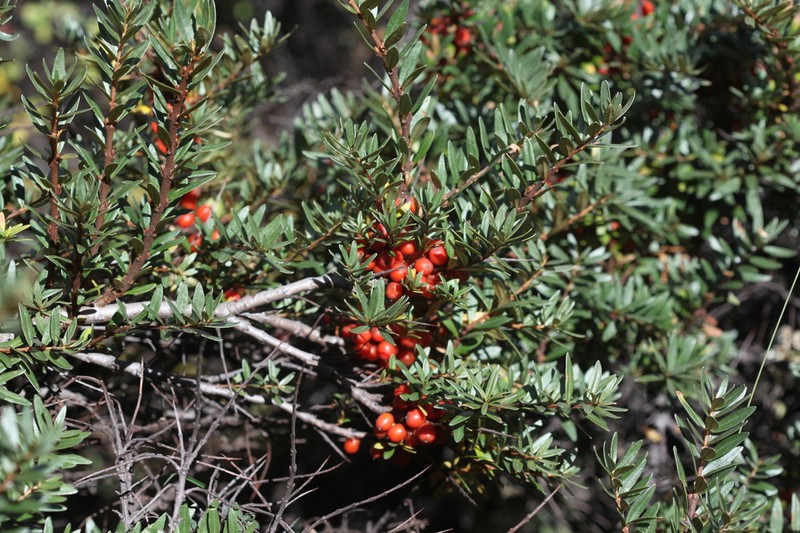 Hippophae tibetana photo 4