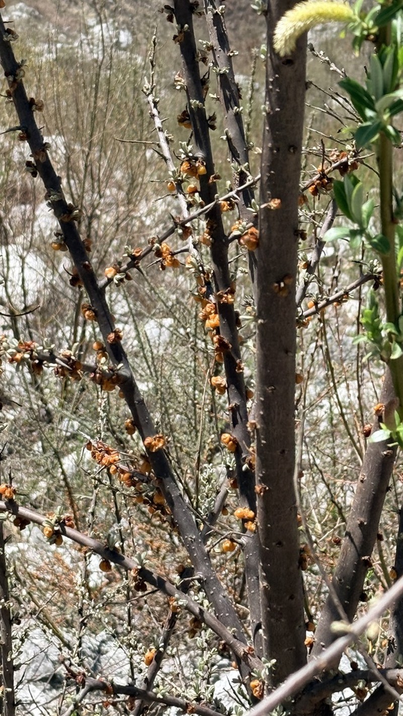 Hippophae tibetana photo 5