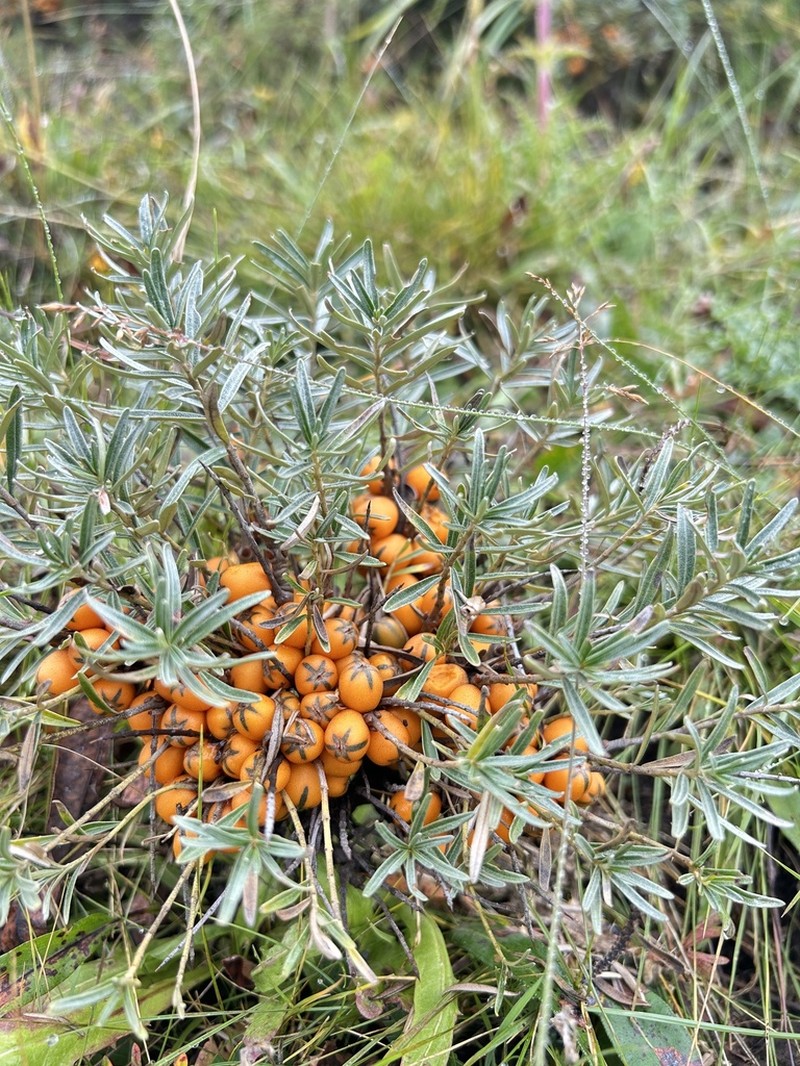 Hippophae tibetana photo 6