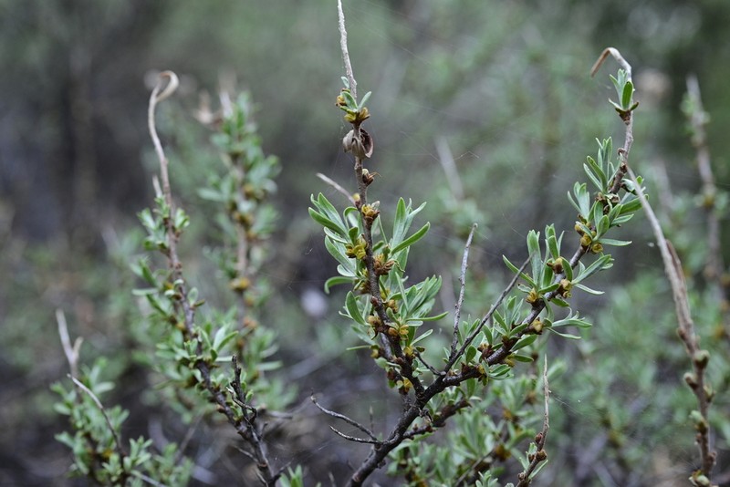 Hippophae tibetana photo 7
