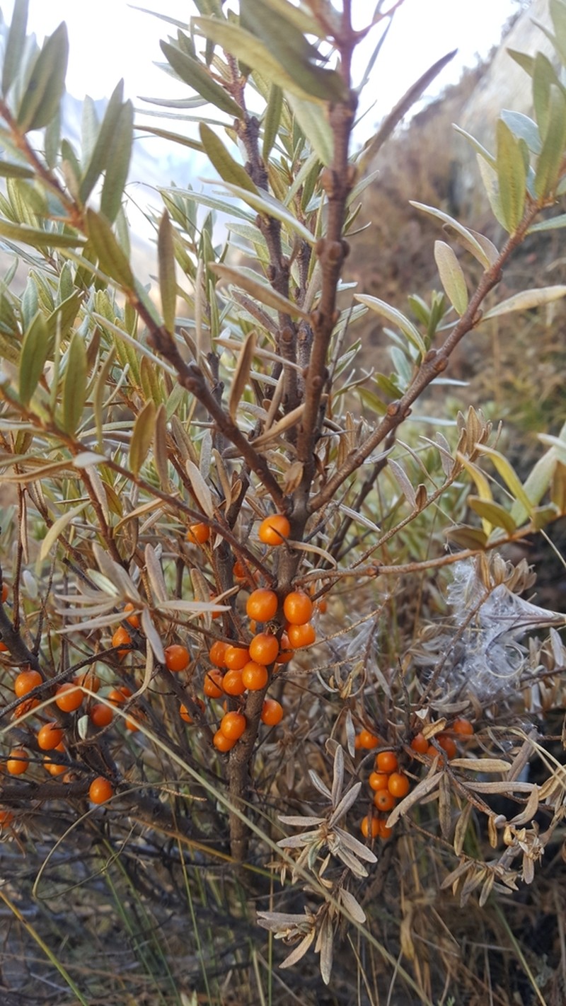 Hippophae tibetana photo 8