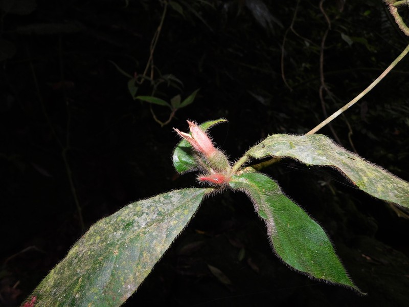 Hippotis antioquiana
