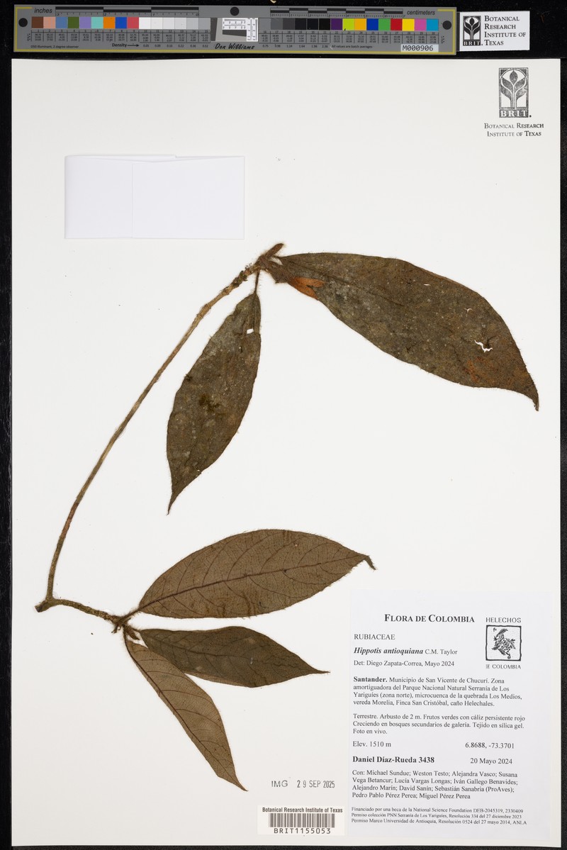 Hippotis antioquiana photo 2