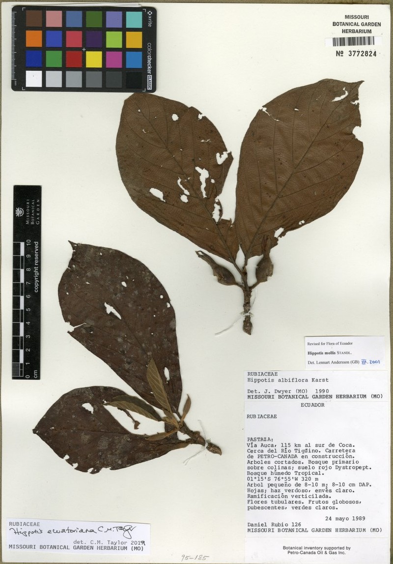 Hippotis ecuatoriana