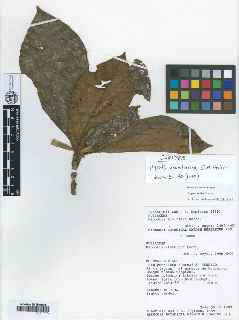 Hippotis ecuatoriana photo 2