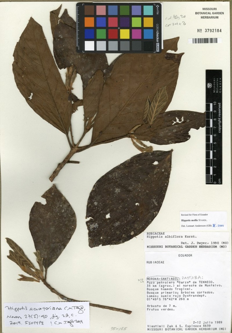 Hippotis ecuatoriana photo 3