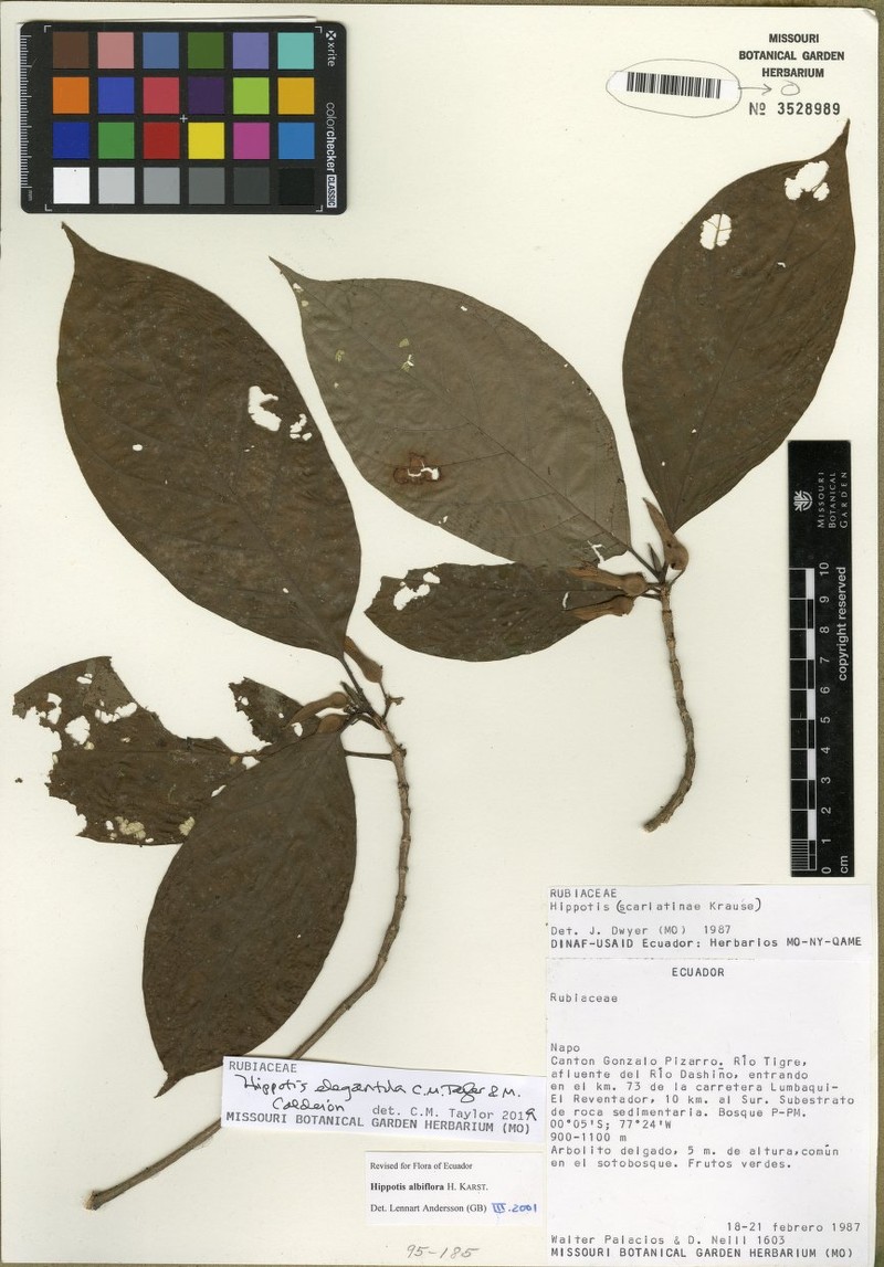Hippotis elegantula