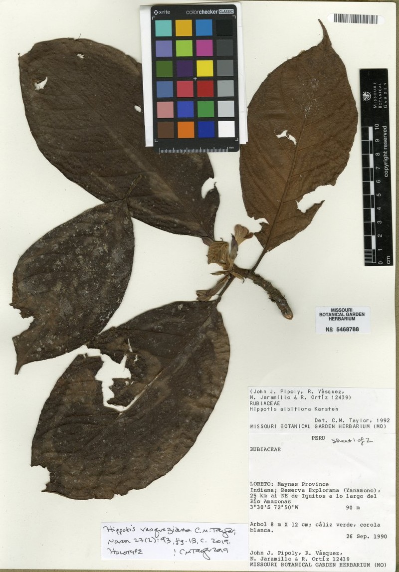 Hippotis vasqueziana