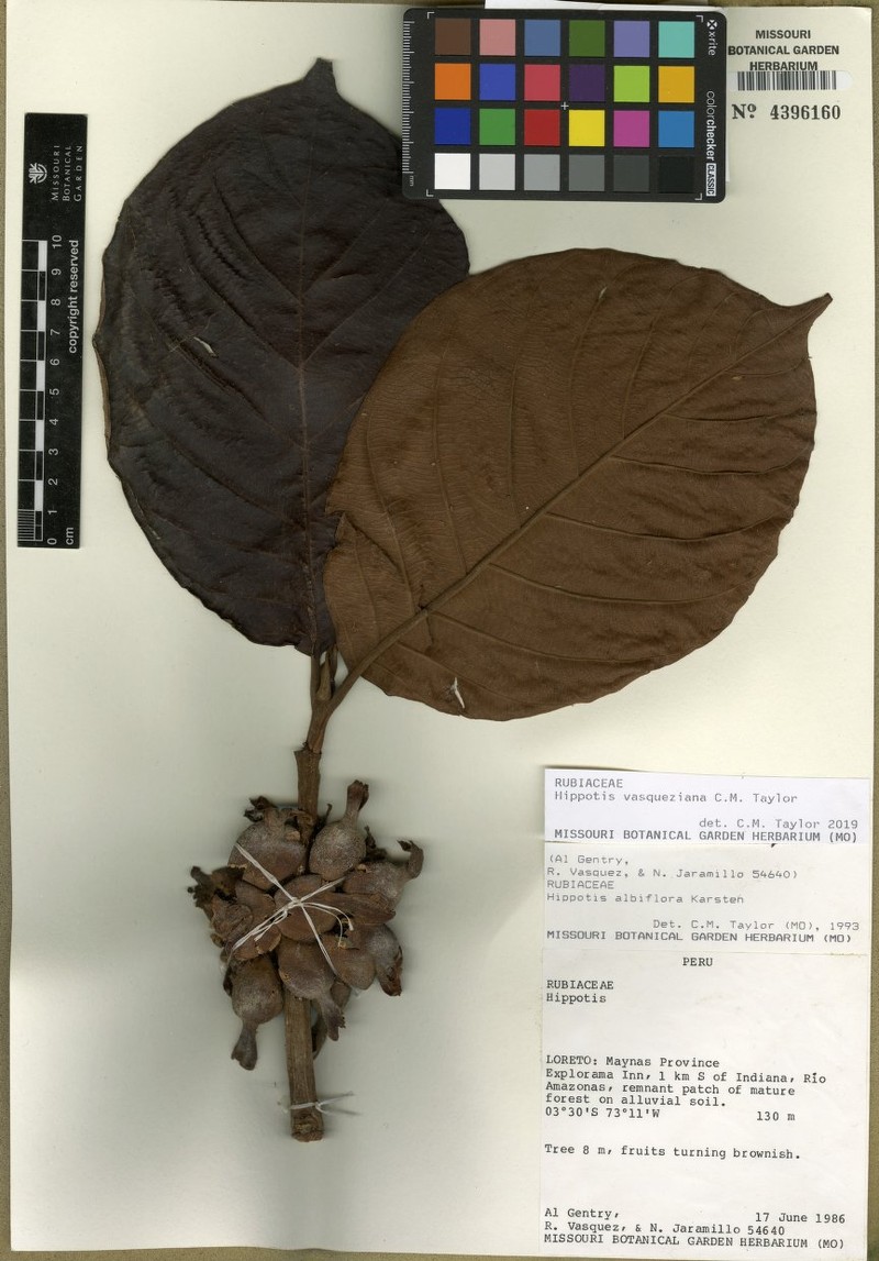 Hippotis vasqueziana photo 2
