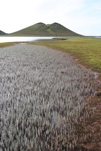 Hippuris lanceolata