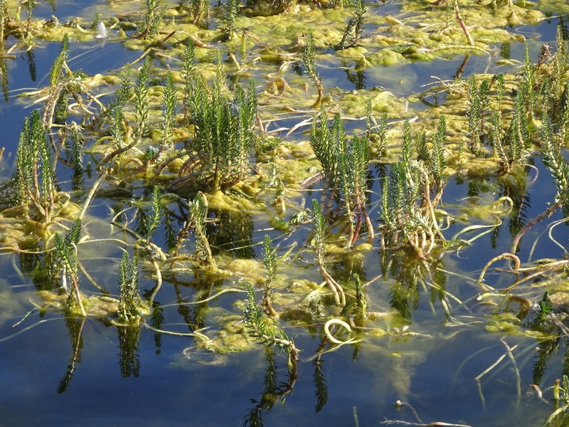 Hippuris lanceolata photo 2