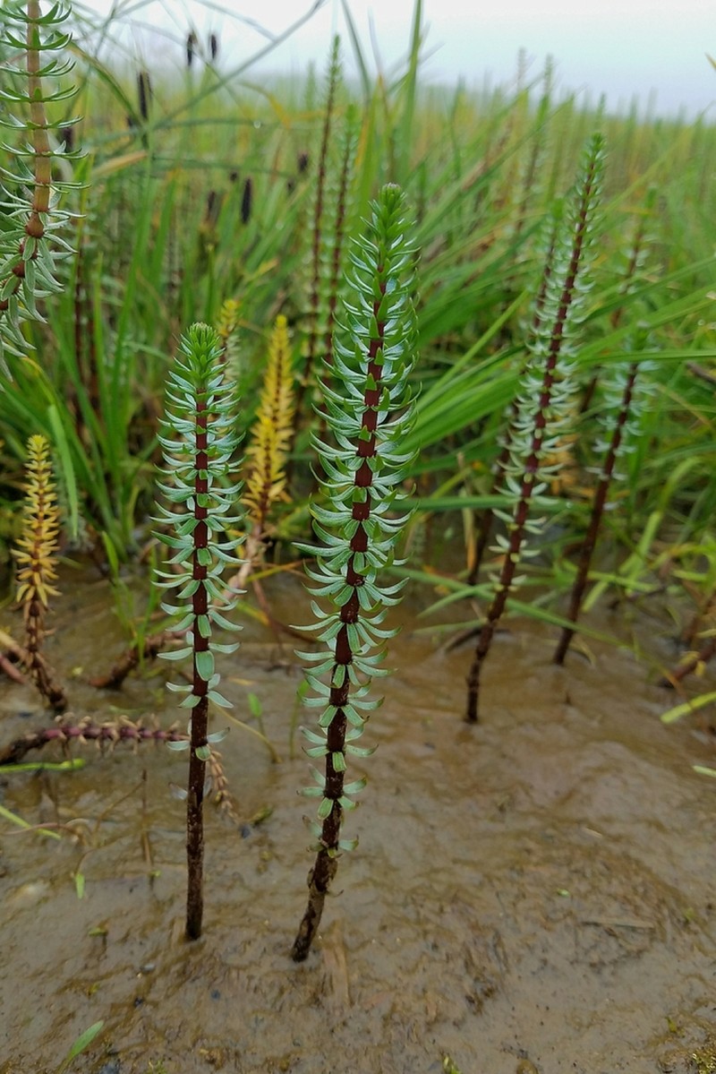 Hippuris lanceolata photo 3