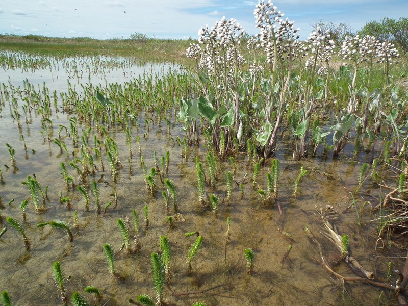 Hippuris lanceolata photo 4
