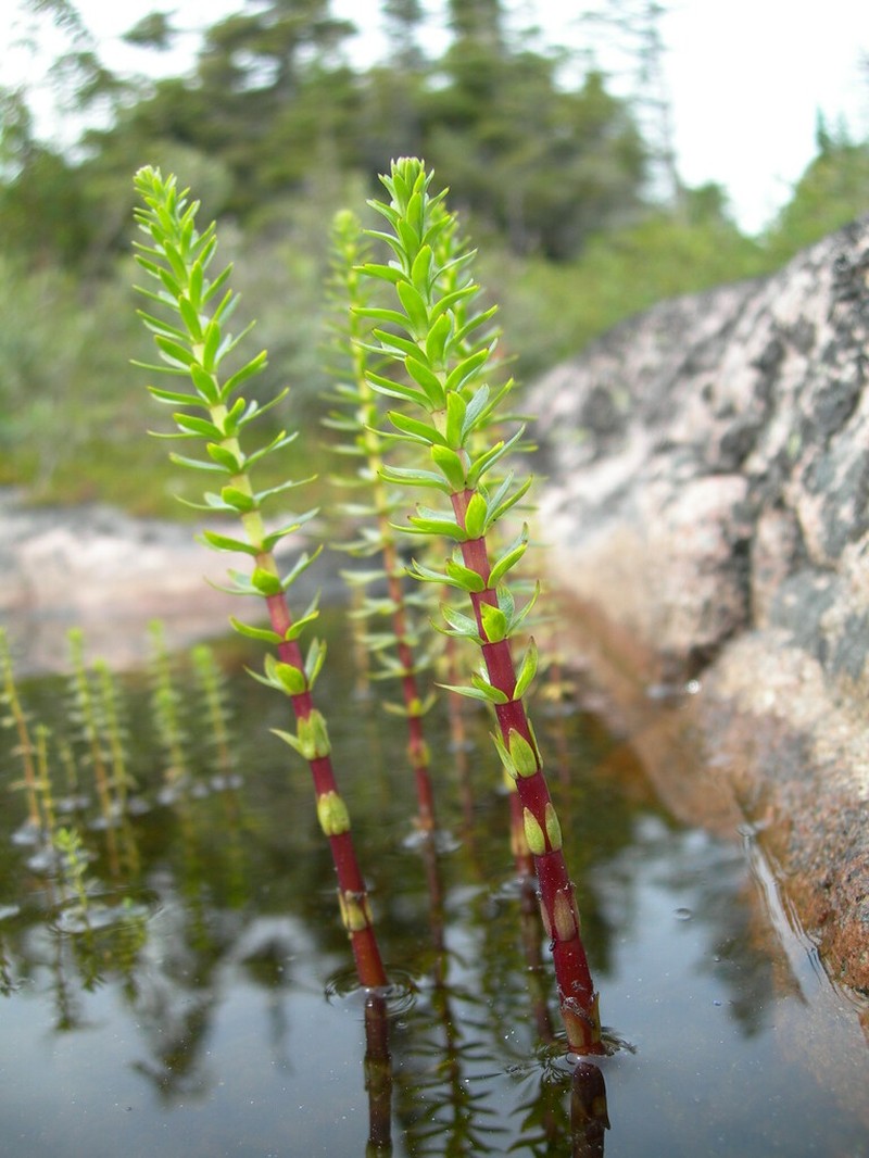 Hippuris lanceolata photo 5