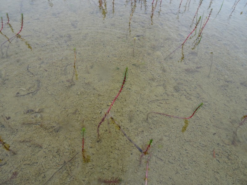 Hippuris lanceolata photo 6
