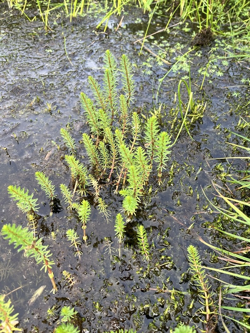 Hippuris lanceolata photo 7