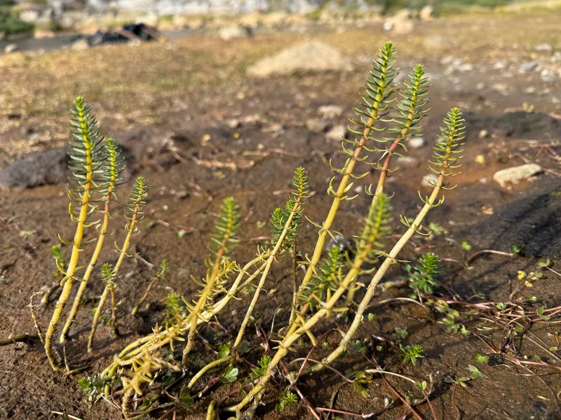 Hippuris lanceolata photo 8