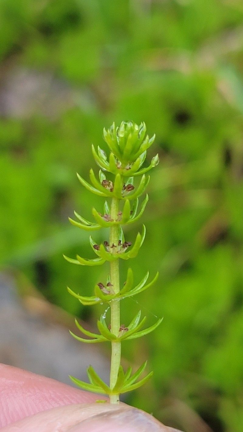 Mountain Mare's-Tail photo 3