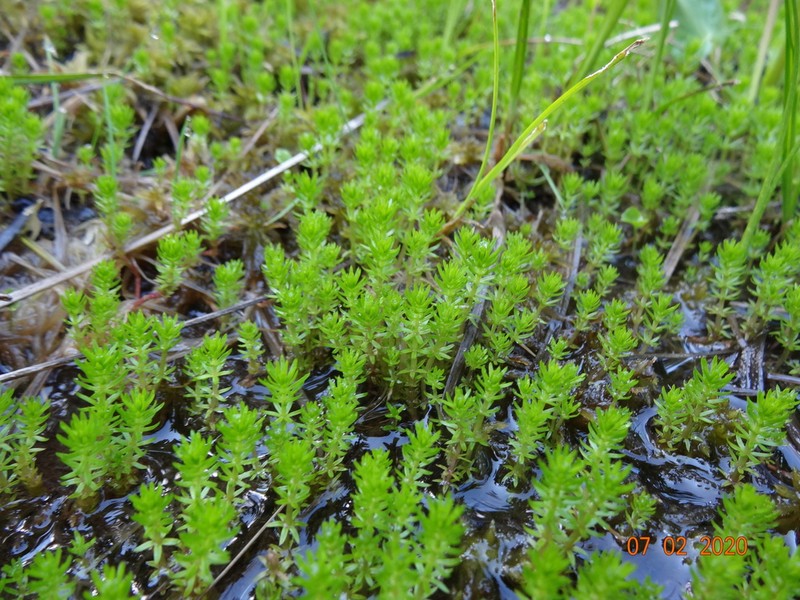 Mountain Mare's-Tail photo 6
