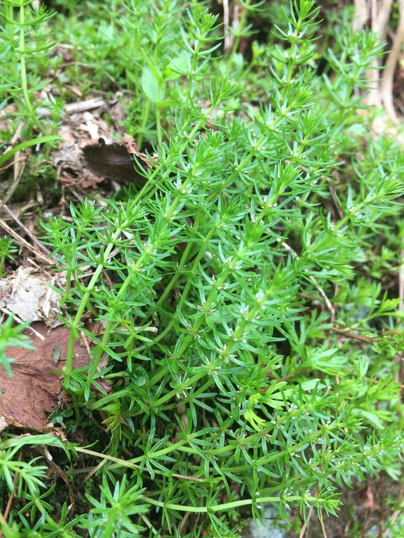 Mountain Mare's-Tail photo 7