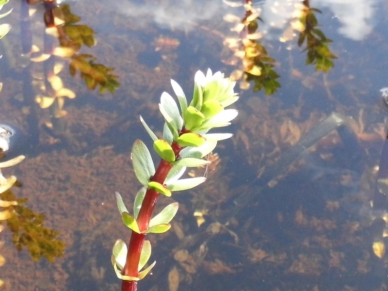 Fourleaf Mare'S-Tail