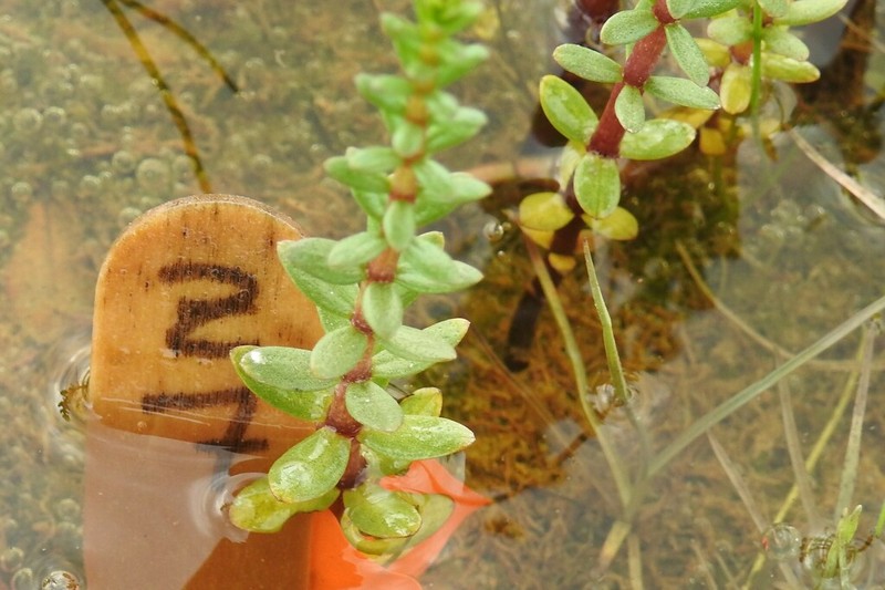 Fourleaf Mare'S-Tail photo 2