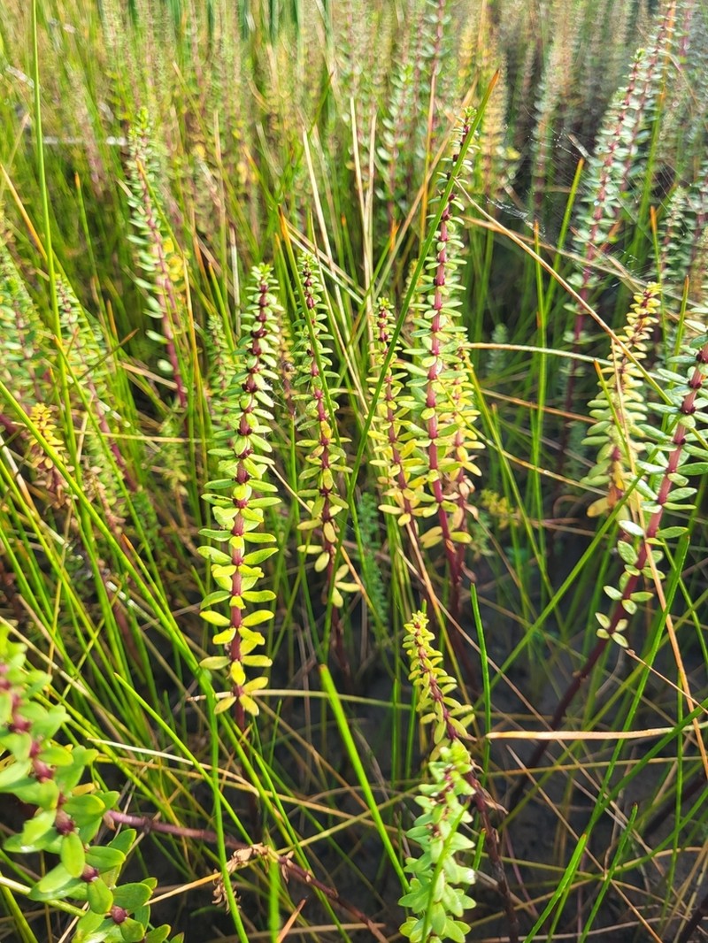 Fourleaf Mare'S-Tail photo 3