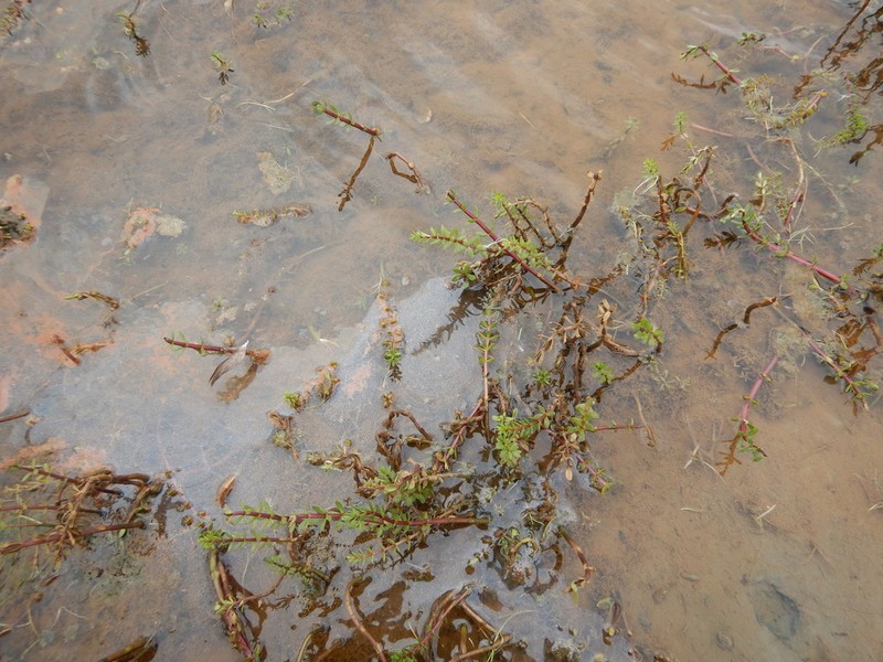 Fourleaf Mare'S-Tail photo 4