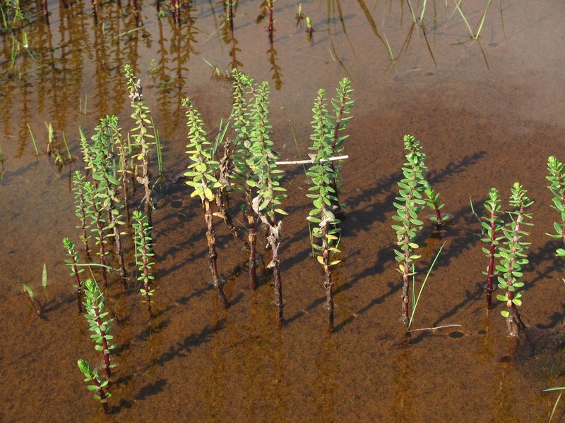 Fourleaf Mare'S-Tail photo 6