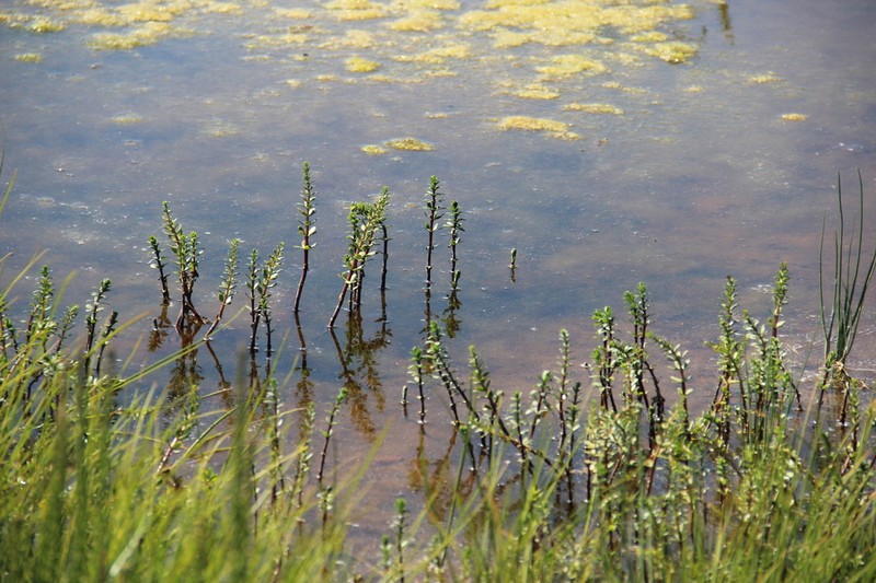 Fourleaf Mare'S-Tail photo 8