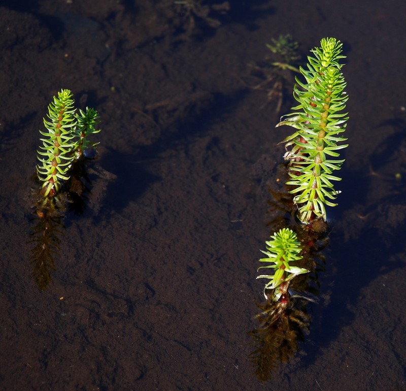 Common Mare's-Tail photo 2