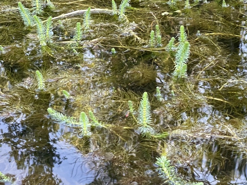 Common Mare's-Tail photo 3
