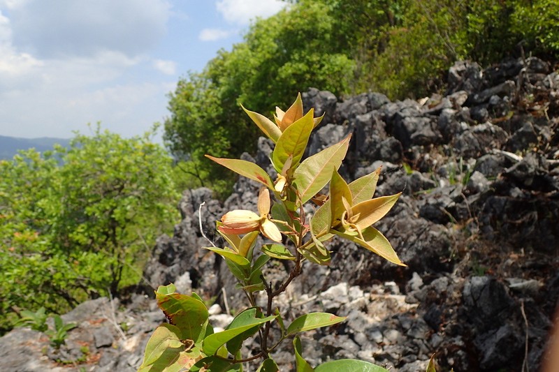 Hiptage acuminata