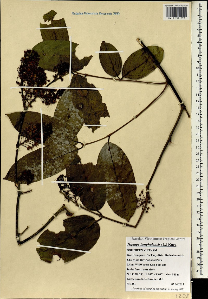 Hiptage benghalensis var. benghalensis
