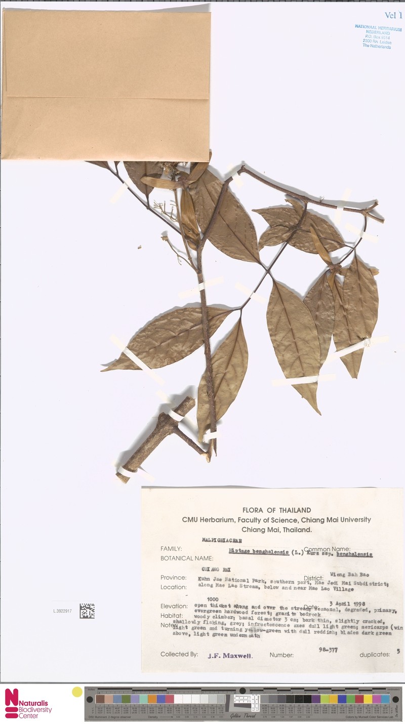 Hiptage benghalensis var. benghalensis photo 2
