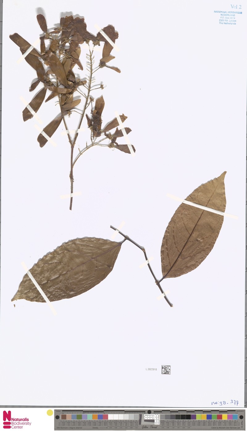 Hiptage benghalensis var. benghalensis photo 3